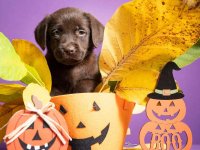 Štenci Labrador retrivera na prodaju! :: Psi Oglasi Beograd