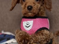 Toy Pudle na prodaju :: Psi Oglasi Beograd