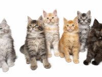 Maine Coon macici vrhunskog porekla :: Mačke Oglasi Beograd