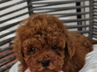 Pudle toy I teacup :: Psi Oglasi Beograd