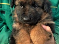 Nemački ovčar štenci :: Psi Oglasi Beograd