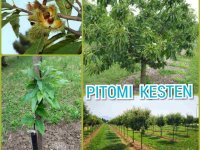 Prodajem sadnice pitomog kestena, sorta Marsol :: Seme Cveće Sadnice Oglasi Beograd