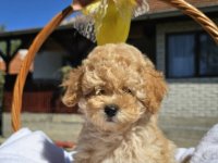 Prelepe bebe  aprikot PUDLE :: Psi Oglasi Beograd