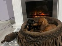 Patuljasti jazavičari kratkodlaki :: Psi Oglasi Beograd