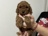 Aprikot Pudla prelepi štenci :: Psi Oglasi Beograd