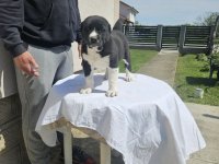 Srednjeazijski ovčar VRHUNSKI štenci :: Psi Oglasi Beograd