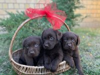 Labrador retriver štenci :: Psi Oglasi Beograd