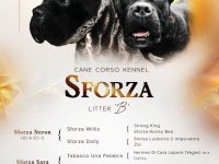 Cane Corso VRHUNSKI štenci :: Psi Oglasi Beograd