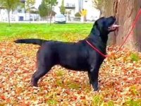 Na prodaju ženka LABRADORA, šampionskog porekla :: Psi Oglasi Beograd