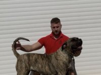 Presa Canario ženka :: Psi Oglasi Beograd