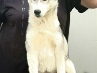 Sibirski Haski žensko štene :: Psi Oglasi Beograd