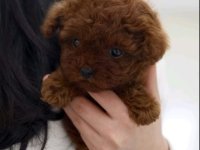 Najmanje pudle, od najlepsih roditelja u Evropi :: Psi Oglasi Beograd