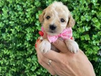Maltipoo prelepi štenci :: Psi Oglasi Beograd Maltipoo prelepi štenci :: Psi Oglasi Beograd