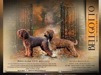 Lagotto Romagnolo štenci :: Psi Oglasi Beograd