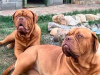 Bordoške DOGE ženke :: Psi Oglasi Beograd
