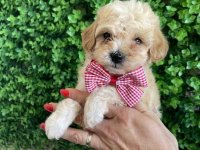 Maltipoo prelepi stenci :: Psi Oglasi Beograd