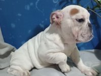 Engleski buldog zenkica :: Psi Oglasi Beograd