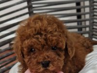 Registrovana odgajivacnica Hopy queen poodle :: Psi Oglasi Beograd