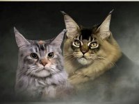 Maine Coon / Mejn Kun macici :: Psi Oglasi Beograd