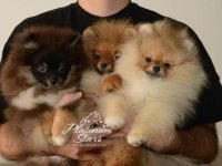 Patuljasti nemački špic – pomeranac, štenci :: Psi Oglasi Beograd