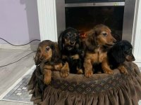 Dugodlaki patuljasti jazavičari štenci :: Psi Oglasi Beograd