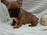 Stene francuskog buldoga :: Psi Oglasi Beograd