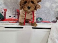 Crvene toy pudle spremne za preuzimanje :: Psi Oglasi Beograd