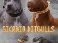American pitbull terier :: Psi Oglasi Beograd