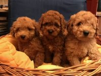 Prelepe patuljaste i toy pudle :: Psi Oglasi Beograd