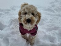 Prelep dečak apricot pudle :: Psi Oglasi Beograd