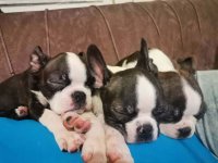 Boston terijer dve devojčice I tri dečaka :: Psi Oglasi Beograd