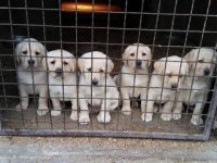 Labrador Retriver štenci :: Psi Oglasi Beograd