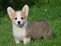 Velski korgi/Welsh Corgi Pembroke :: Psi Oglasi Beograd
