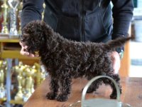 Lagotto Romagnolo štenci :: Psi Oglasi Beograd