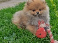 Pomeranski Špic štenci :: Psi Oglasi Beograd