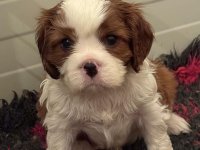 Dostupni štenci Cavalier King Charles spanijela :: Psi Oglasi Beograd