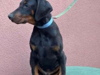 Doberman muško štene, :: Psi Oglasi Beograd