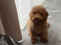 Dostupan muzijak mini pudlice u aprikot boji :: Psi Oglasi Beograd