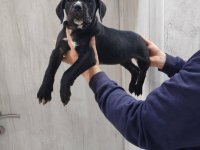 Na prodaju stenad Cane Corso :: Psi Oglasi Beograd