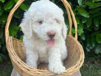 Stenci rase Lagotto Romagnolo, stari 2 meseca :: Psi Oglasi Beograd
