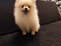 Štenci pomeranskog špica :: Psi Oglasi Beograd