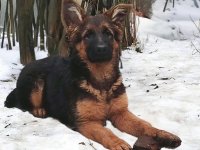 Nemački ovčar izvanredno štene Beograd :: Psi Oglasi Beograd