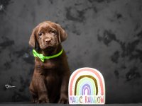 Crni i braon mužjak Labrador retrivera   :: Psi Oglasi Beograd