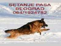 Šetanje pasa Beograd :: Čuvanje i Nega Kućnih Ljubimaca Oglasi Beograd