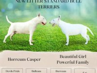 Izuzetna štenad standard bulterijera :: Psi Oglasi Beograd
