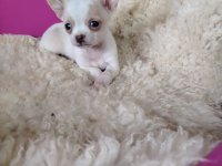 Mini civave :: Psi Oglasi Beograd