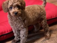 Toy Pudla kvalitetni štenci :: Psi Oglasi Beograd