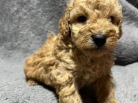 Mini Pudle prelepi štenci :: Psi Oglasi Beograd