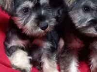 Štenci patuljastog šnaucera :: Psi Oglasi Beograd