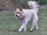 Poklon - Mešanac akita inu i samojeda, star 2 godine :: Psi Oglasi Beograd